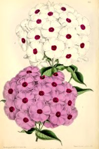 1871 Vol V Plate 552
