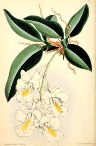 1871 Vol V Plate 548