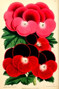 1871 Vol V Plate 547