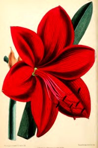 1871 Vol V Plate 545