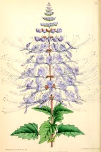 1871 Vol V Plate 546