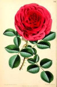 1871 Vol V Plate 544