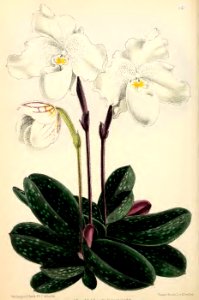 1871 Vol V Plate 543