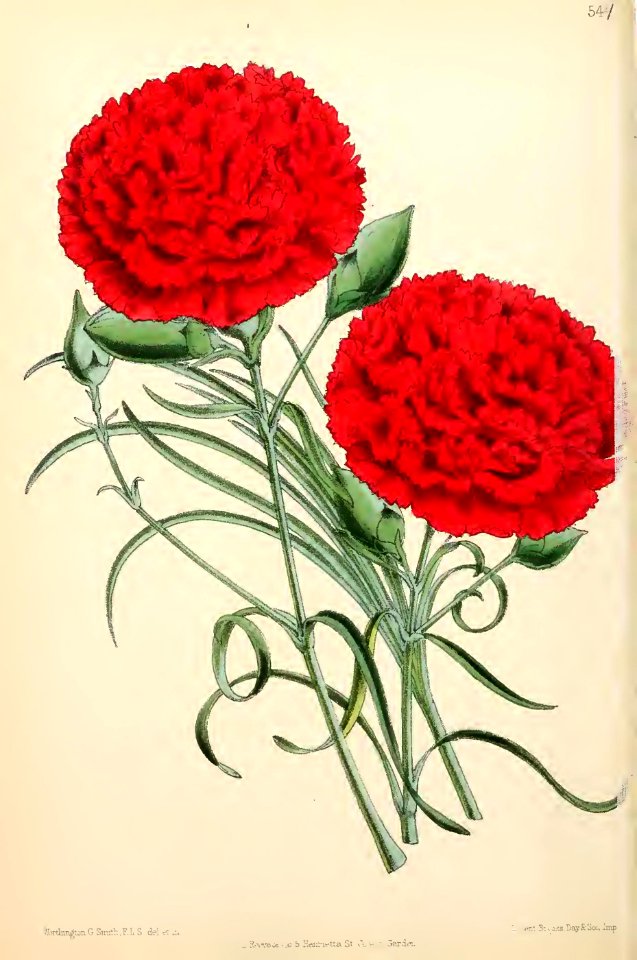 1871 Vol V Plate 541