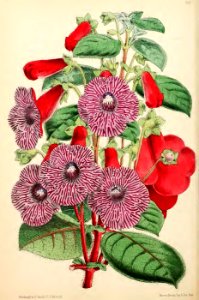 1871 Vol V Plate 540