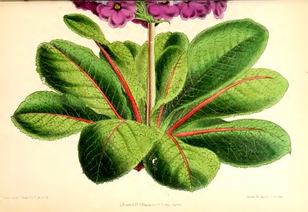 1871 Vol V Plate 538