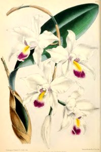1871 Vol V Plate 530
