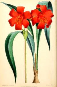 1871 Vol V Plate 531