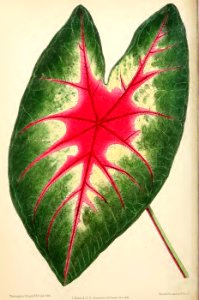 1871 Vol V Plate 528