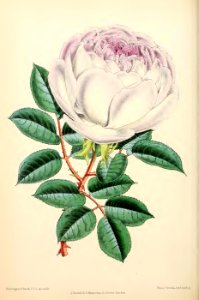 1871 Vol V Plate 532