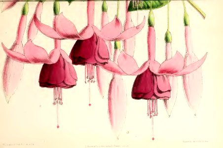 1871 Vol V Plate 526
