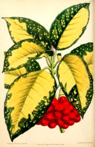 1871 Vol V Plate 527