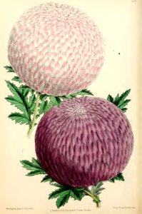 1871 Vol V Plate 524