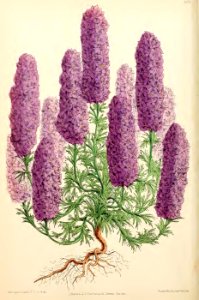 1871 Vol V Plate 522