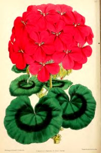 1871 Vol V Plate 523