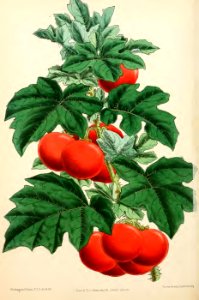 1871 Vol V Plate 521