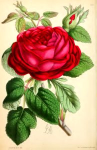 1869 Vol VIII Plate 421