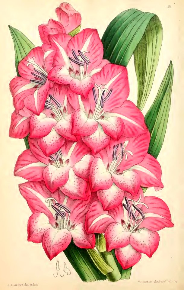 1869 Vol VIII Plate 419