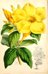 1869 Vol VIII Plate 420