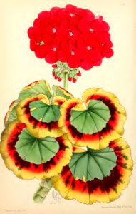 1869 Vol VIII Plate 417
