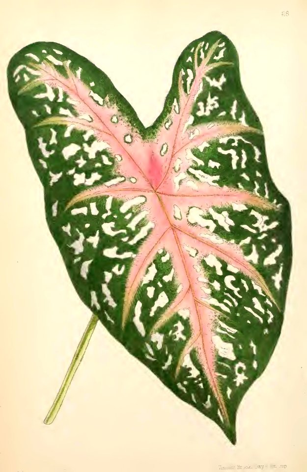 1869 Vol VIII Plate 418