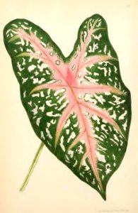 1869 Vol VIII Plate 418