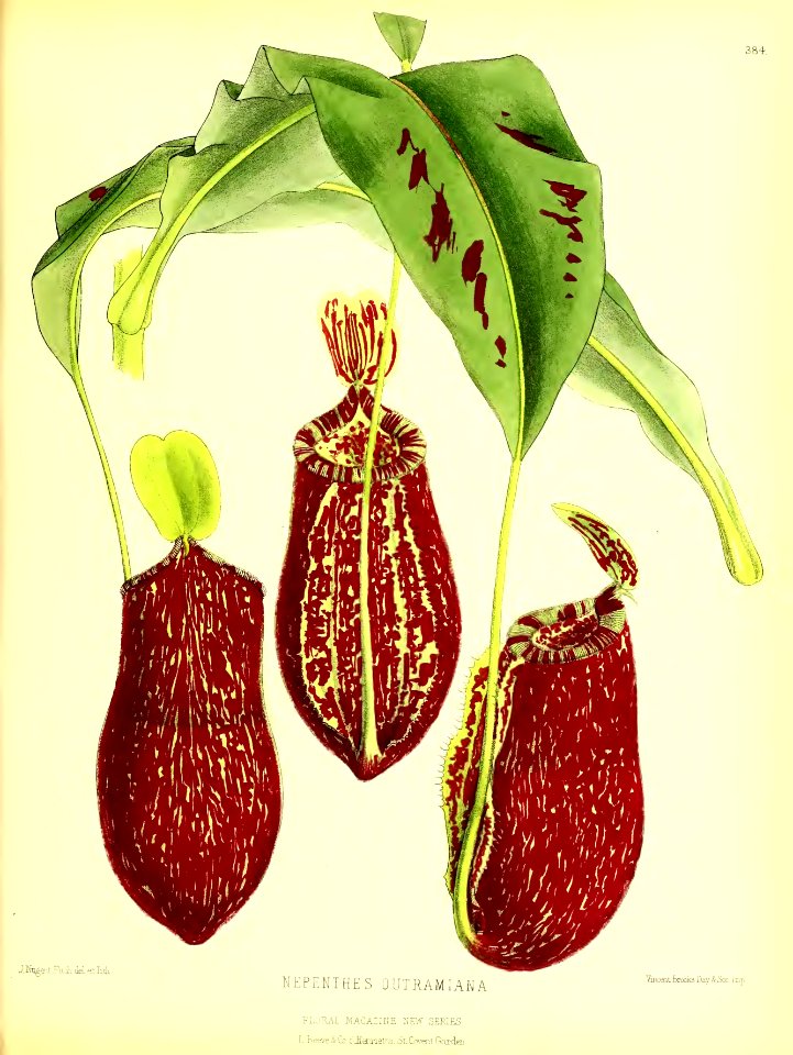 1879 Plate 384