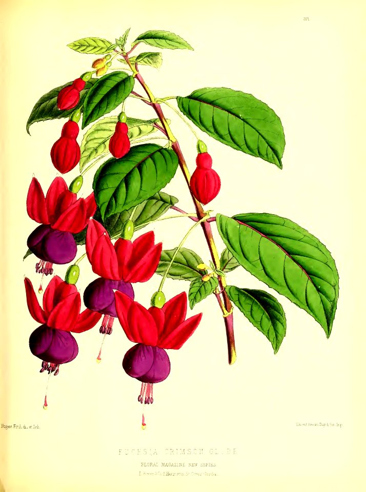 1879 Plate 371