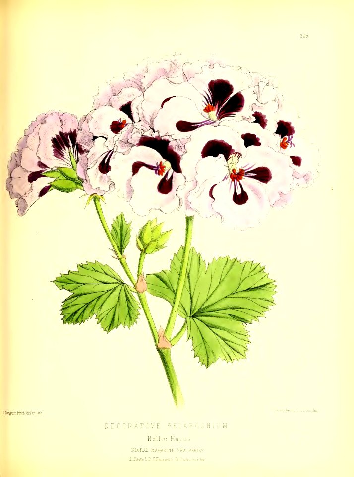 1879 Plate 369