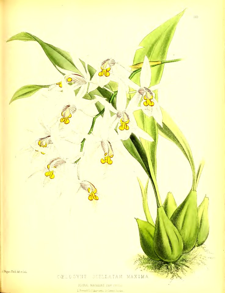 1879 Plate 365