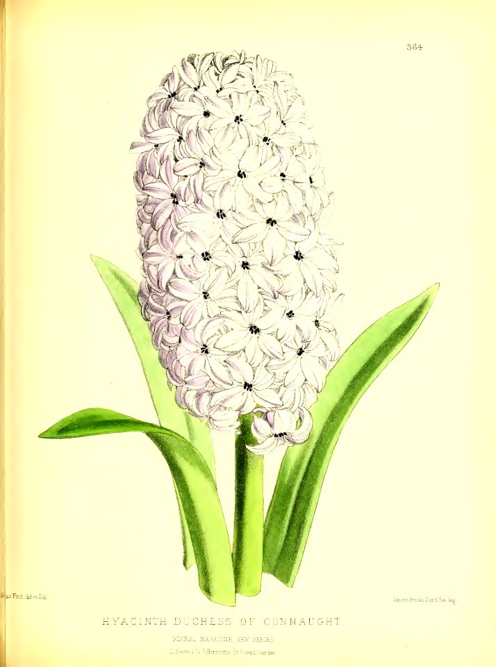 1879 Plate 364