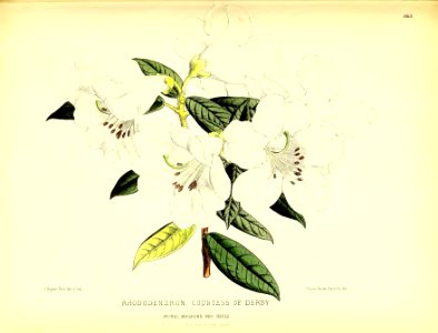 1879 Plate 363