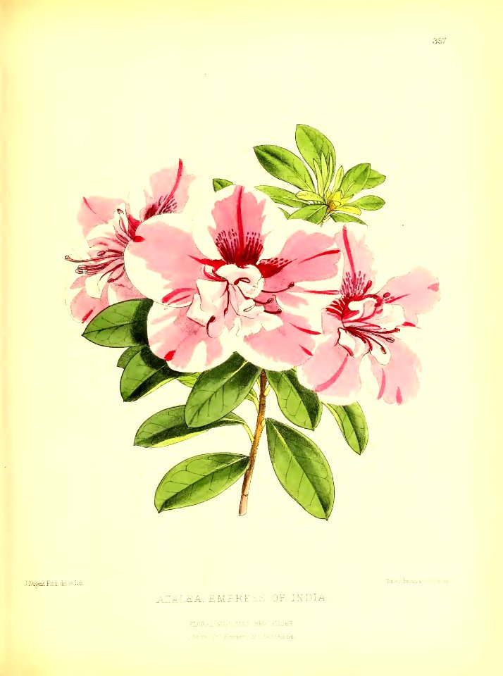 1879 Plate 357