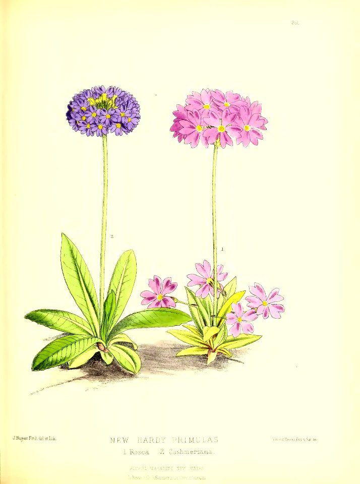1879 Plate 360