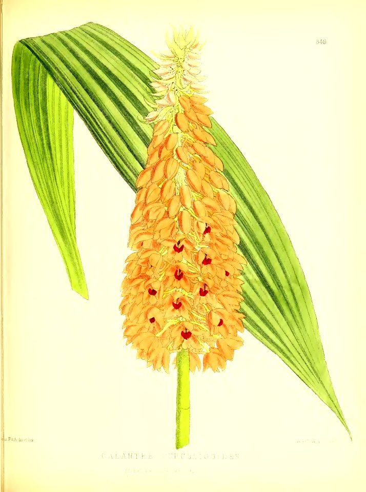 1879 Plate 349