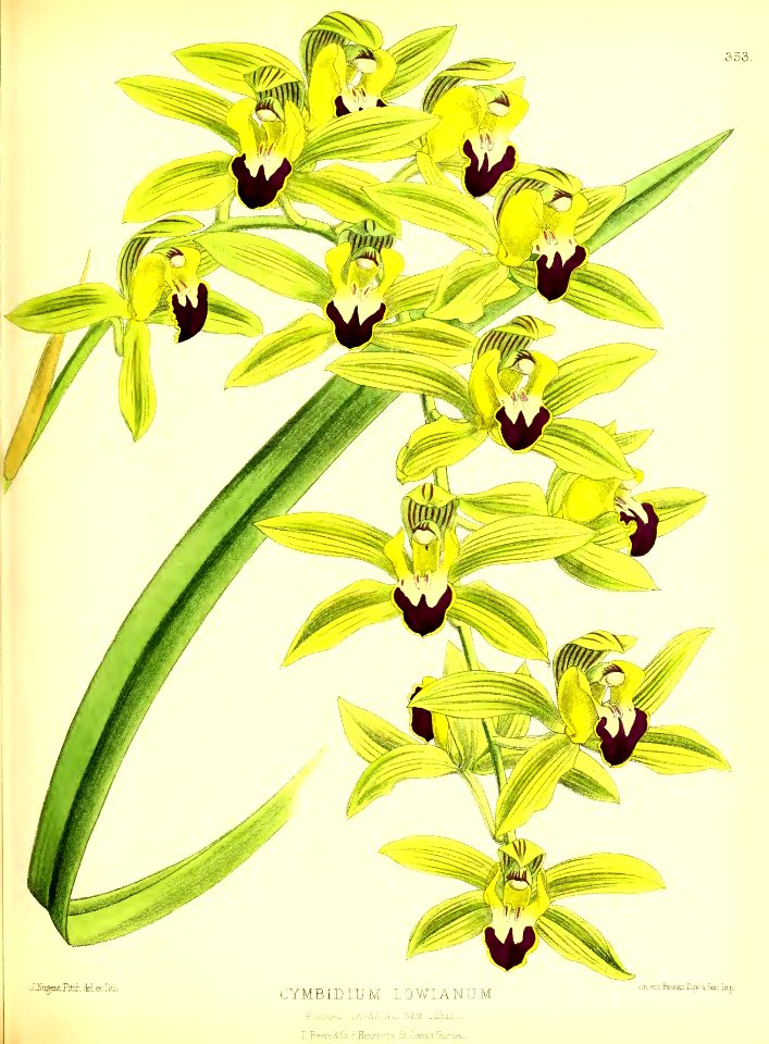1879 Plate 353