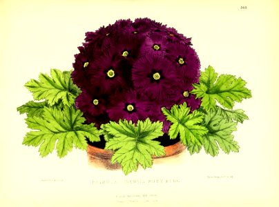 1879 Plate 348