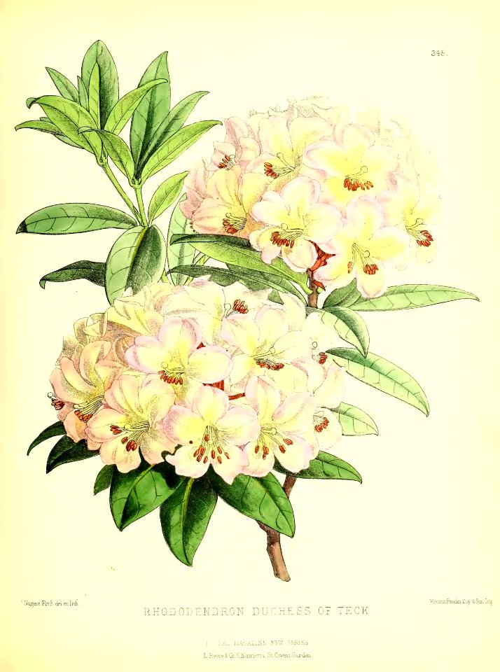 1879 Plate 345