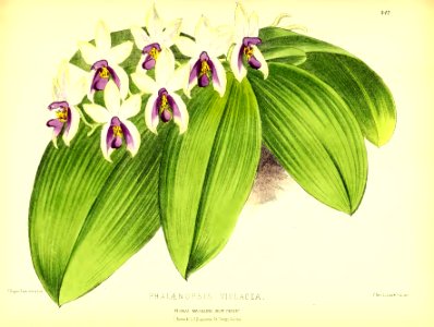 1879 Plate 342