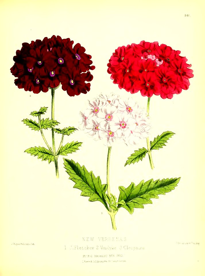 1879 Plate 341