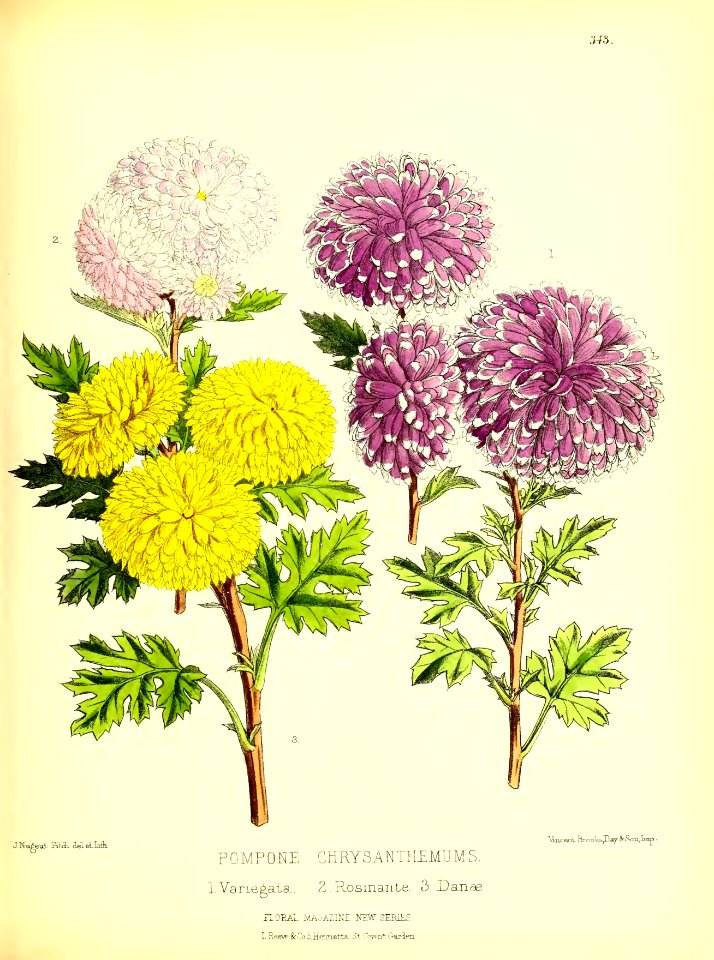 1879 Plate 343