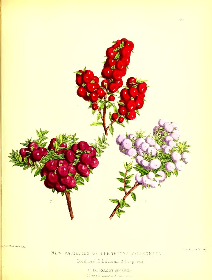 1879 Plate 339