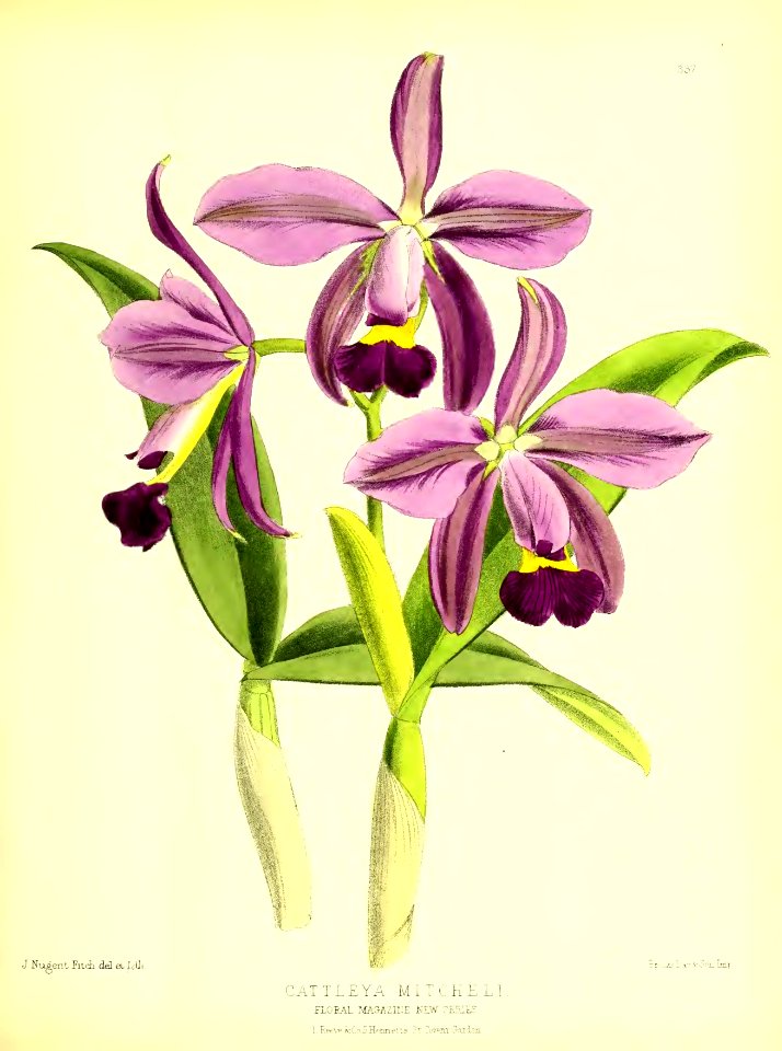 1879 Plate 337