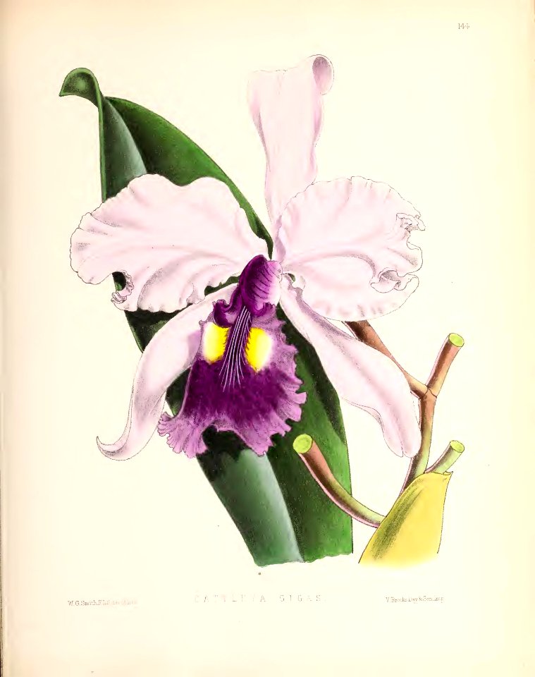1874 Plate 144