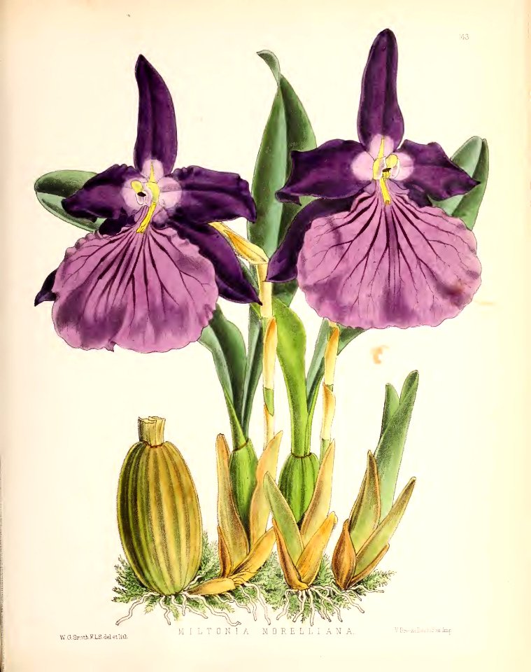 1874 Plate 143
