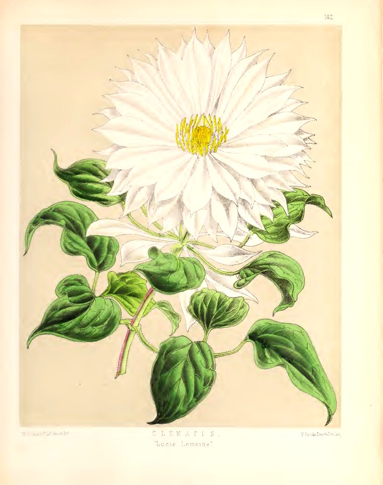 1874 Plate 142