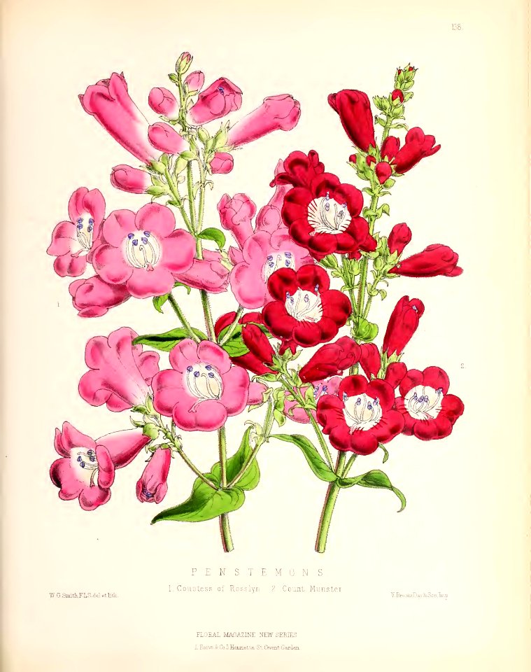 1874 Plate 138