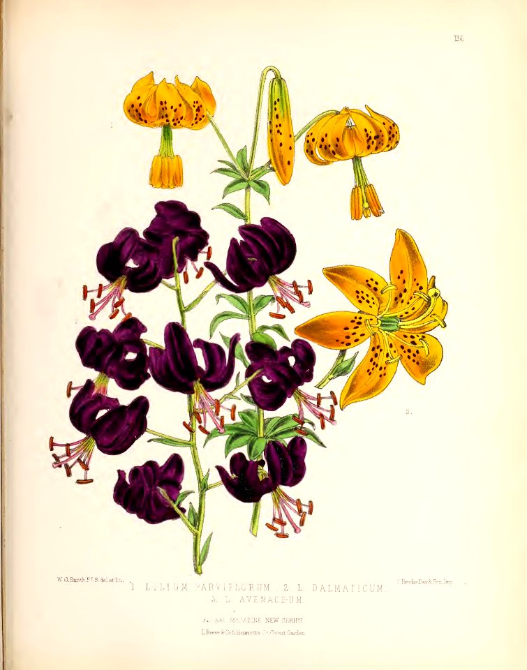 1874 Plate 136