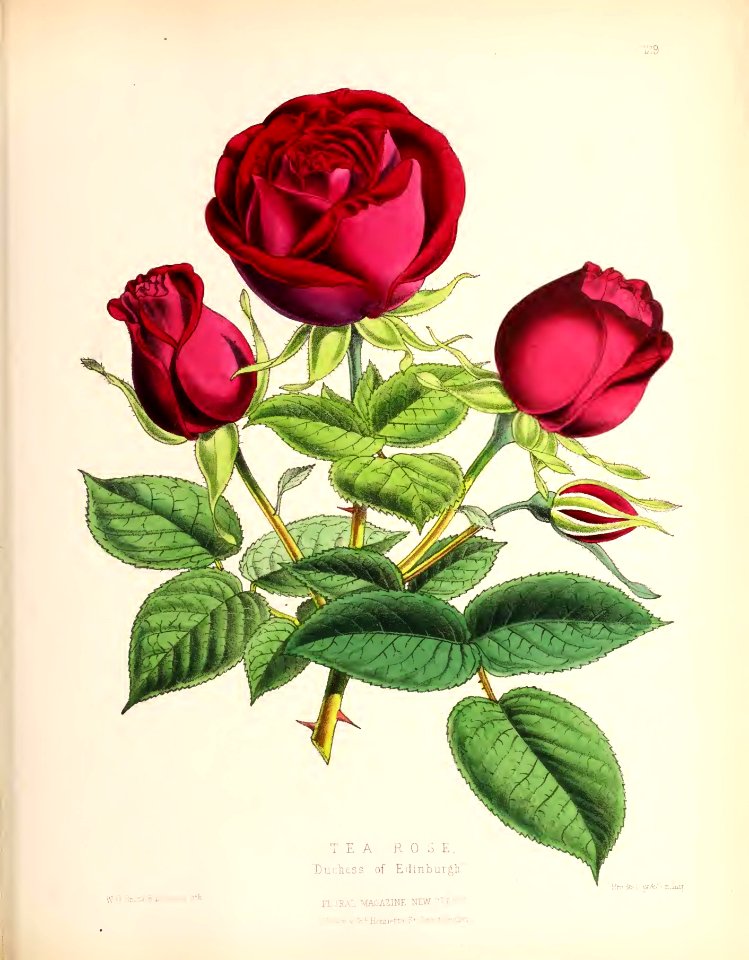 1874 Plate 129