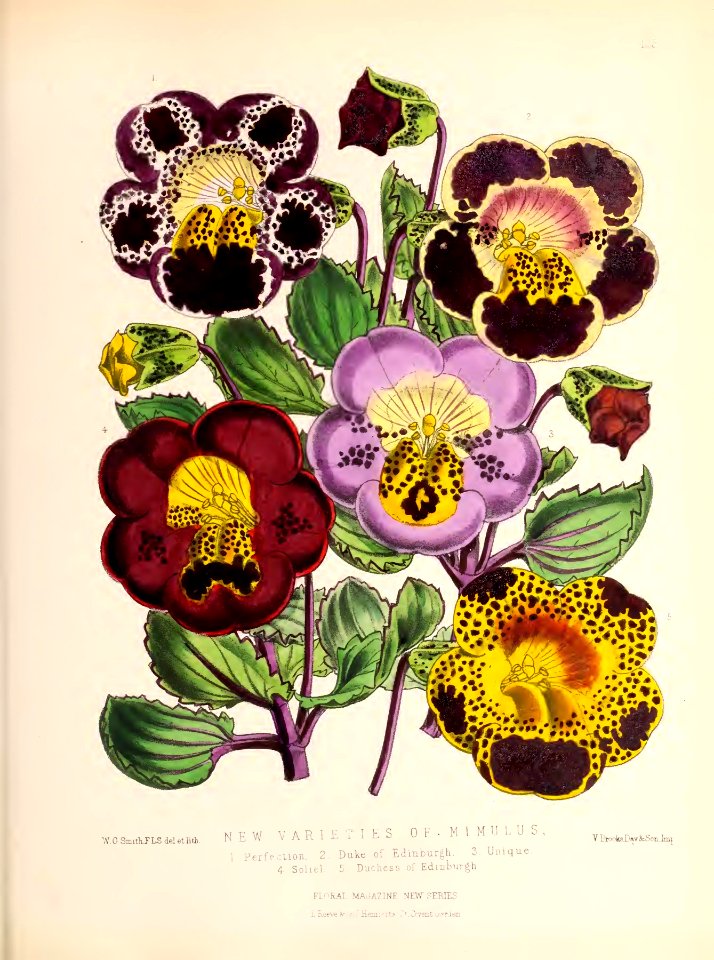 1874 Plate 125